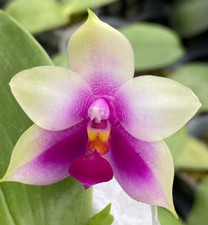 Original phal phalaenopsis for sale  Boca Raton