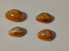 Conchiglia cypraea erosaria usato  Piombino