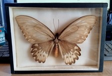 Display case butterfly d'occasion  Expédié en Belgium