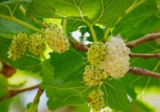 Organic home grown for sale  Sugar Land