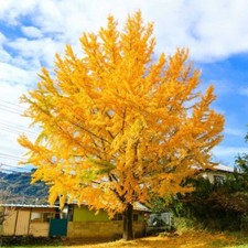 Ginkgo biloba live for sale  Mcminnville