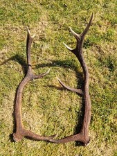 Red deer antlers for sale  KINLOCHLEVEN