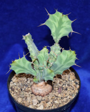 Euphorbia buruana caudex for sale  MILTON KEYNES