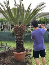 Giardino arredamento esterni usato  Cisterna di Latina