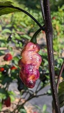 Sementes de pimenta pêssego roxo fantasma negro - Variedade rara de pimenta exótica, usado comprar usado  Enviando para Brazil