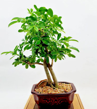 Rare schefflera arboricola d'occasion  Expédié en Belgium