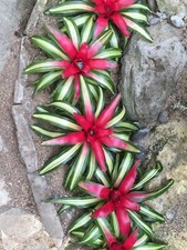 Sale2370 neoregelia fancy usato  Spedire a Italy