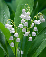 Lily valley fresh for sale  Mcminnville