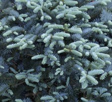 Abies procera forma usato  Napoli