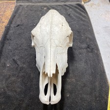 Bull skull cow for sale  Ellis