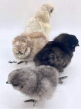 Fertile silkie eggs for sale  West Liberty
