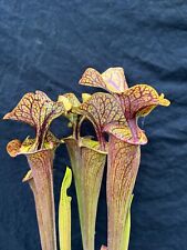 Sarracenia flava 198 for sale  Chesapeake