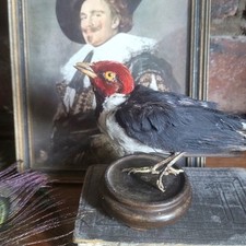 Taxidermy bird real for sale  CHESTER