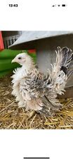 Mini frizzle serama for sale  DROITWICH