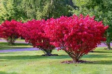 Burning bush fire for sale  East Stroudsburg