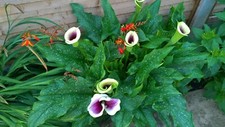 Zantedeschia picasso calla for sale  FELTHAM