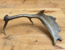 Vintage fallow deer for sale  SHREWSBURY