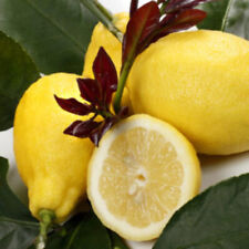 Citrus limon sfusato usato  Napoli