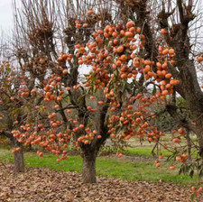 American persimmon tree for sale  Mcminnville