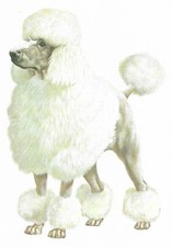Standard poodle custom for sale  Tampa