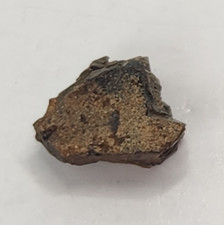 Allosaurus jimmadseni tooth for sale  Rockledge