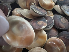 Conchiglie naturali vari usato  Roma