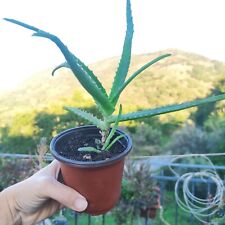 Vaso aloe arborescens usato  Barcellona Pozzo di Gotto