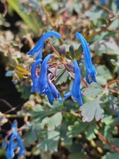 teardrop bouquet blue for sale teardrop bouquet blue for sale NOTTINGHAM