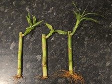 Dracaena sanderiana lucky for sale  BRISTOL