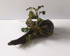 Bucephalandra wurzel holz gebraucht kaufen Bucephalandra wurzel holz gebraucht kaufen  Lich