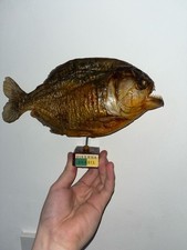 Taxidermy piranha for sale  DORKING