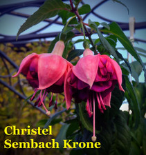 Fuchsie christel sembach gebraucht kaufen  Schirnding