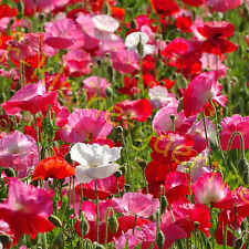 Klatschmohn blühende landscha gebraucht kaufen  Homberg (Efze)