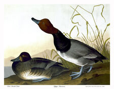 Audubon red headed for sale  Cambria