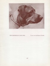 Rhodesian ridgeback head for sale  COLEFORD