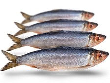 Köderfische hering groß gebraucht kaufen  Versand nach Germany
