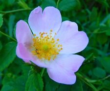 100 samen heckenrose gebraucht kaufen  Elsdorf
