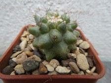Copiapoa mollicula shown for sale  PLYMOUTH