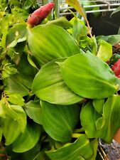 Insulin plant diabetes for sale  WEMBLEY