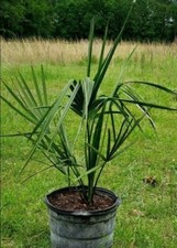 Sabal palm tree for sale  Tallahassee