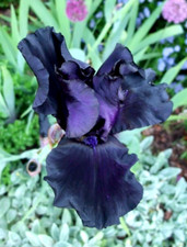 Iris germanica black for sale  UK