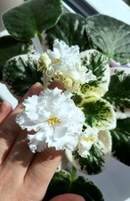 Variegated african violet for sale  LONDON
