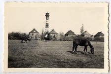 Landscape field horse d'occasion  Expédié en Belgium