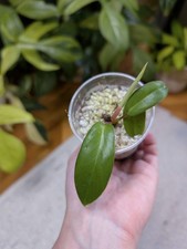 Philodendron squamiferum gebraucht kaufen Philodendron squamiferum gebraucht kaufen  Bogen