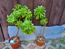 Ableger aeonium arboreum gebraucht kaufen  Annaberg-Buchholz, Mildenau