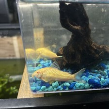 Albino corydoras adult for sale  Linden