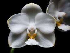 Fragrant phalaenopsis phal. for sale  Fullerton