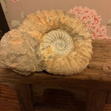 ammonite large for sale ammonite large for sale North Troy
