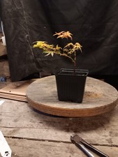 Katsura japanese maple for sale  Morgan