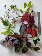 Tradescantia cuttings summer for sale  DRONFIELD